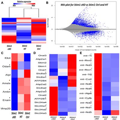 Deciphering the functions of Stromal Interaction Molecule-1 in amelogenesis using AmelX-iCre mice